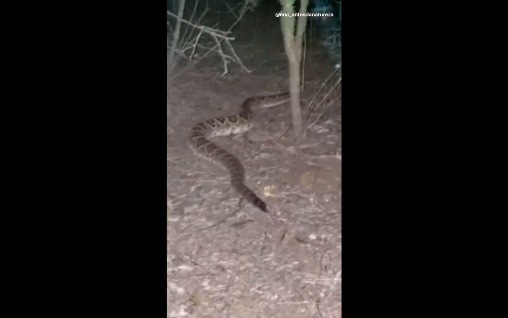 cobra cascavel caçando a noite