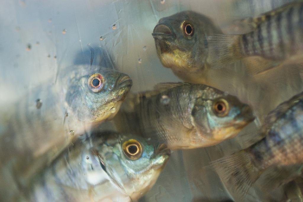 Os peixes são recursos importantes, principalmente como alimento, mas também são capturados por pescadores recreativos, mantidos como animais de estimação, criados por aquaristas, e expostos em aquários públicos