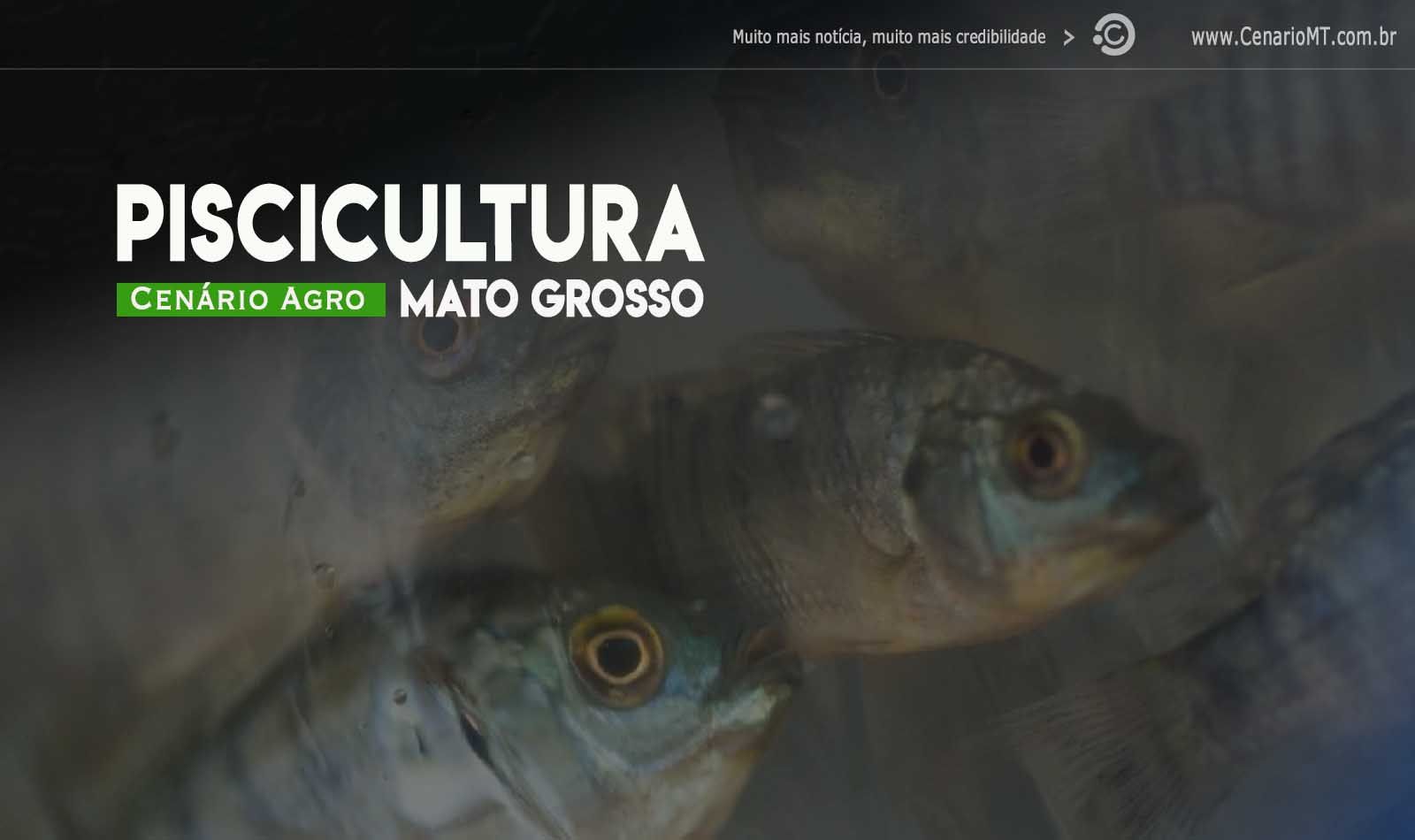 Piscicultura em mato grosso