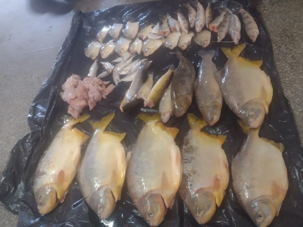 Batalhão Ambiental e agentes da Sema apreendem pescado irregular com sinais de rede e carne de jacaré 2021 05 20 19:34:28