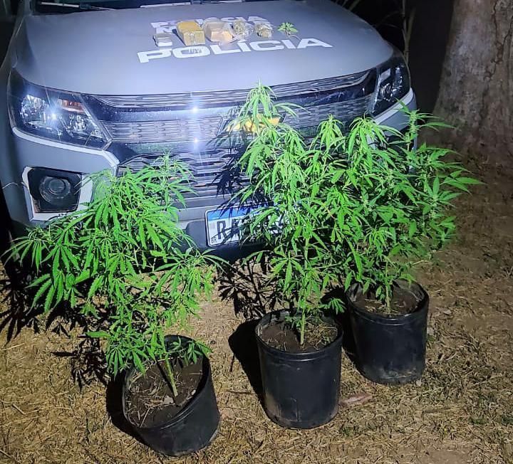 Cavalaria prende suspeito porções de droga e plantas de Cannabis Sativa no Pirineu 2021 05 07 13:29:00