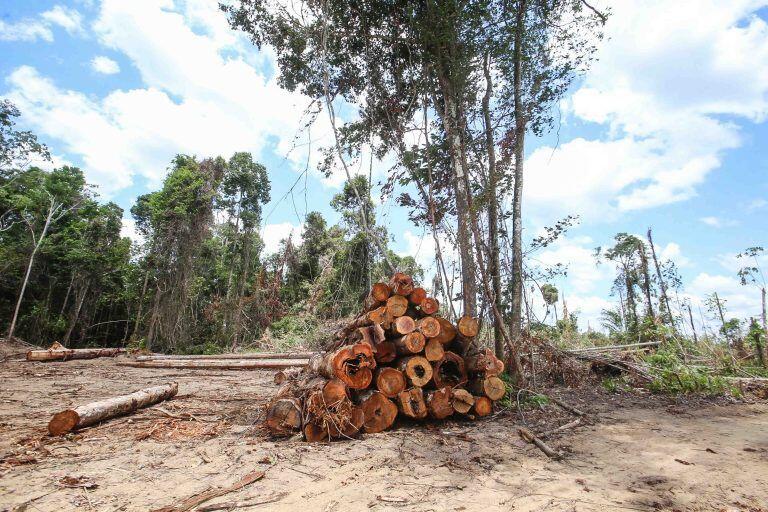 Projeto destina recursos para combate ao desmatamento e teste de vacinas contra Covid 19 2021 05 22 11:46:21