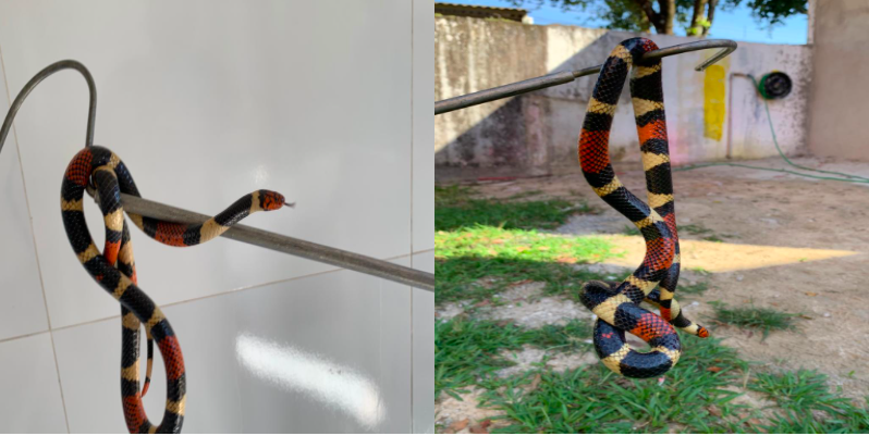 cobra coral na universidade em mt