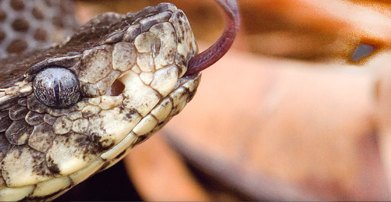 A jararaca É a serpente peçonhenta mais comum da Mata Atlântica do Nordeste. Atinge 1,2 m de comprimento em média, mas há registros de até 1,5 m. O desmatamento tem favorecido sua expansão territorial.