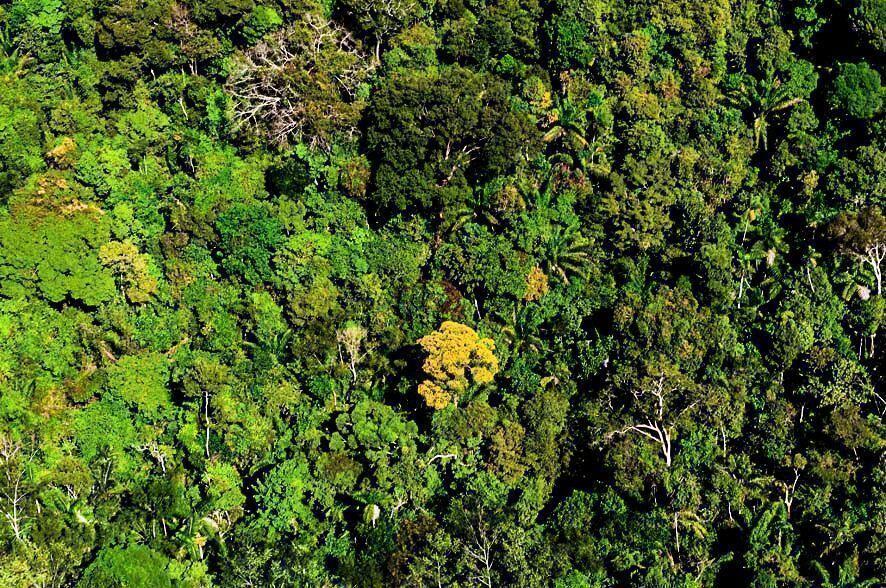 mato grosso mantem 30porcent de reducao de alertas de desmatamento nos ultimos 8 meses