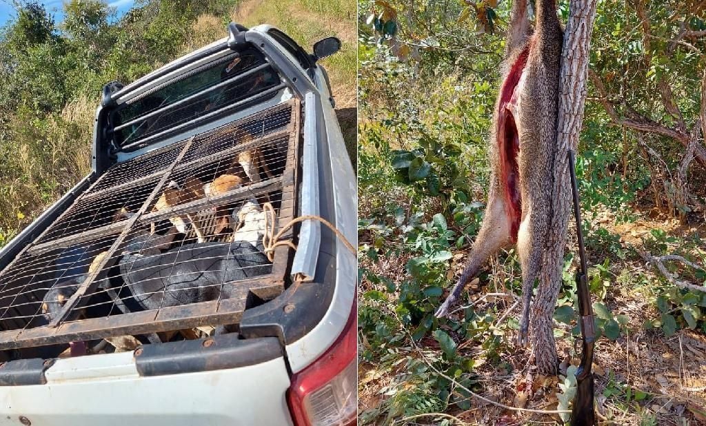 policiais encontram cateto abatido e seis caes em gaiola; um dos suspeitos foi identificado