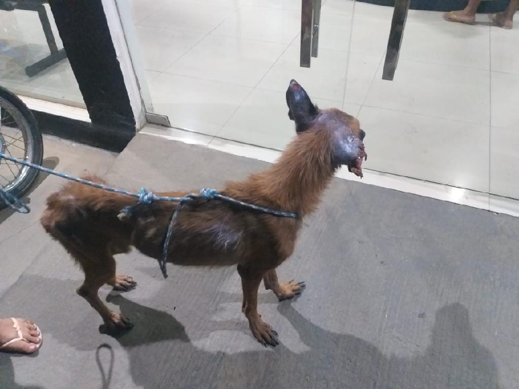 policiais resgatam cachorros debilitados e prendem suspeito por extorsao e maus tratos