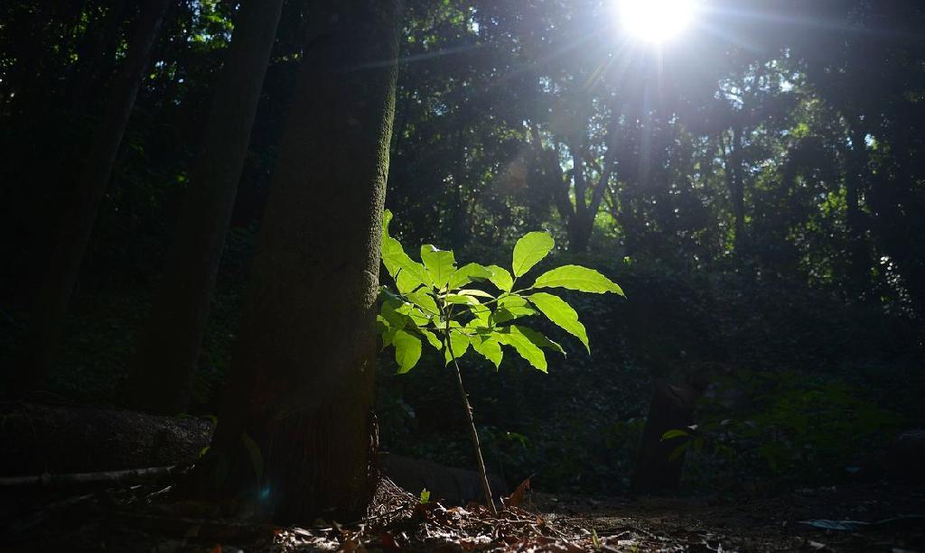 semana do meio ambiente homenageia vitimas da covid 19 em mato grosso