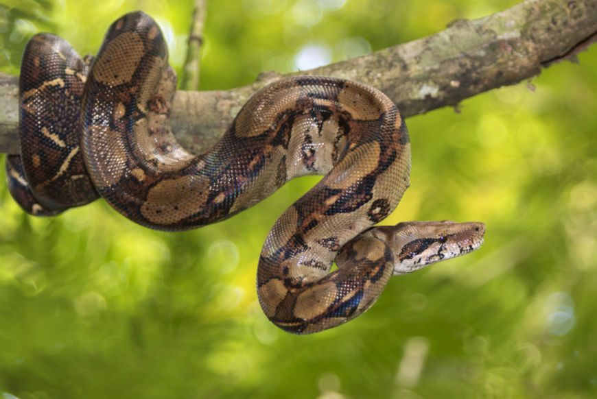 a jiboia uma serpente pertencente familia boidae essa especie apresenta habitos terrestres arboricolas 5ca608821c6e3