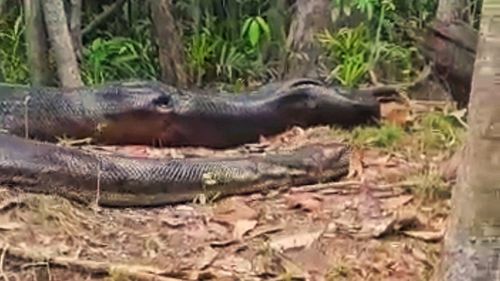 anaconda gigante