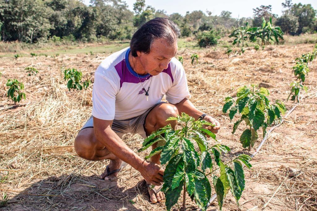 com incentivo do estado indigenas ingressam no cultivo do cafe