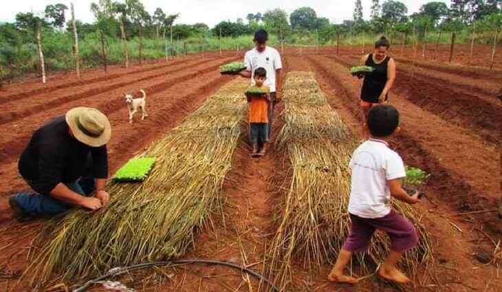 mato grosso do sul parceria da agraer com municipio de japora implanta hortas na aldeia porto lindo