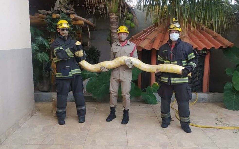 Bombeiros capturam cobra píton em quintal de casa, em Aparecida de Goiânia, Goiás — Foto: Divulgação/CBM-GO