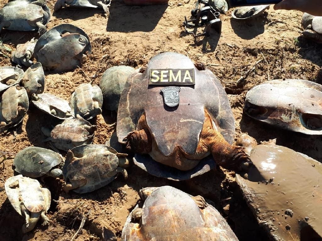 batalhao ambiental e sema resgatam tartarugas encontradas em sacolas no rio das mortes