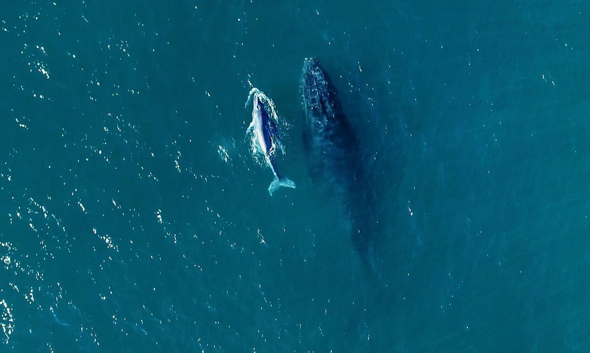 comeca a temporada de baleias no litoral brasileiro