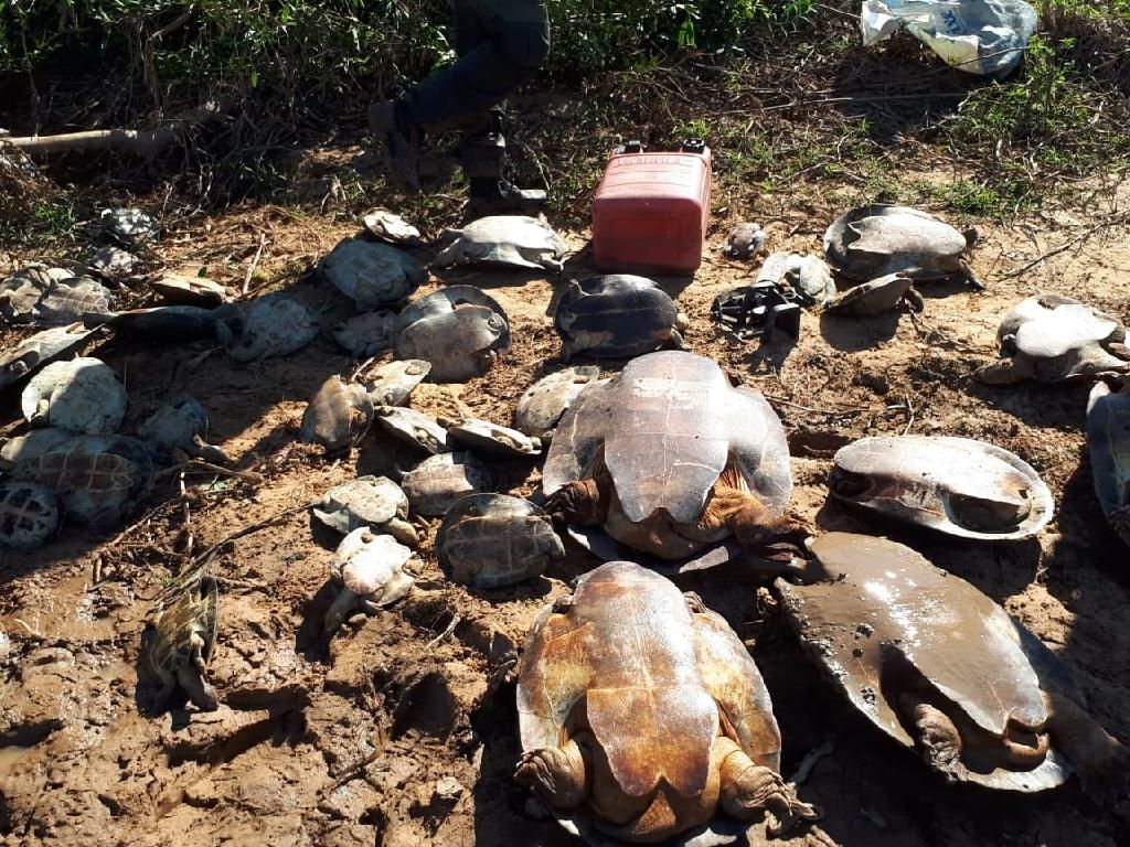 estado flagra caca ilegal e devolve 250 tartarugas para a natureza veja video
