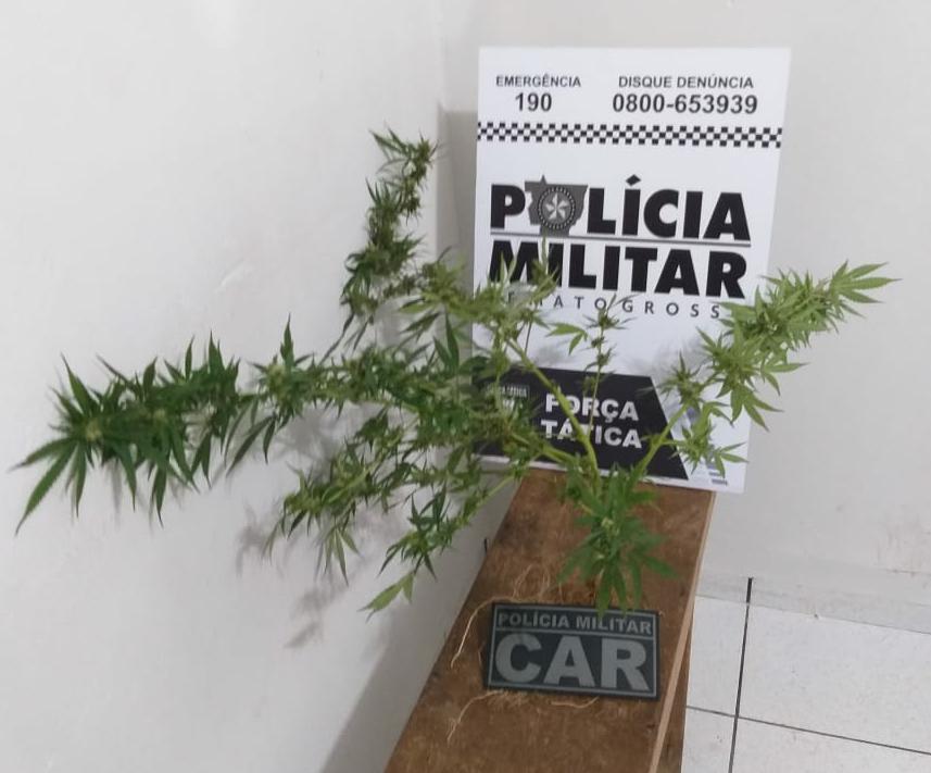 homem e preso pela pm por cultivar maconha em residencia