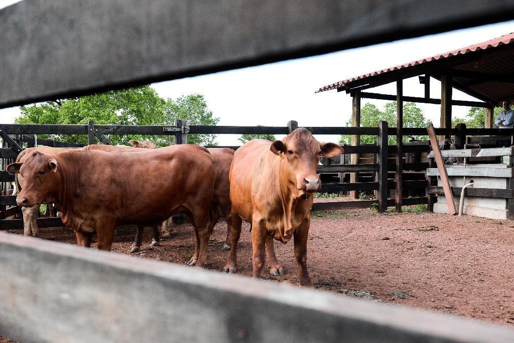 indea mt ganha reforco de entidades em acoes de defesa sanitaria na fronteira