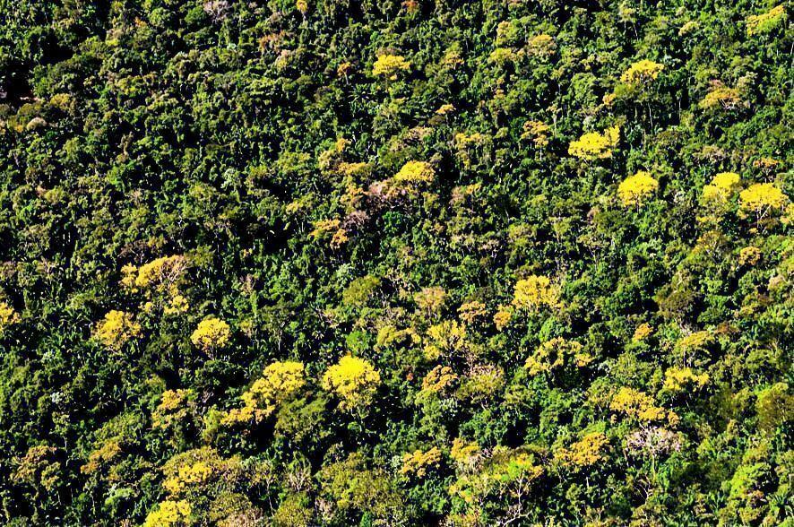 nova lei estadual incentiva plantio de especies nativas em areas desmatadas