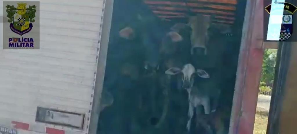 pm frustra fuga de suspeitos de roubo de gado em nossa senhora do livramento