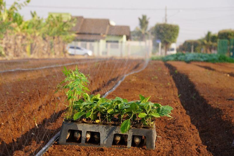 agricultura e meio ambiente entrega horta comunitaria no bairro veneza