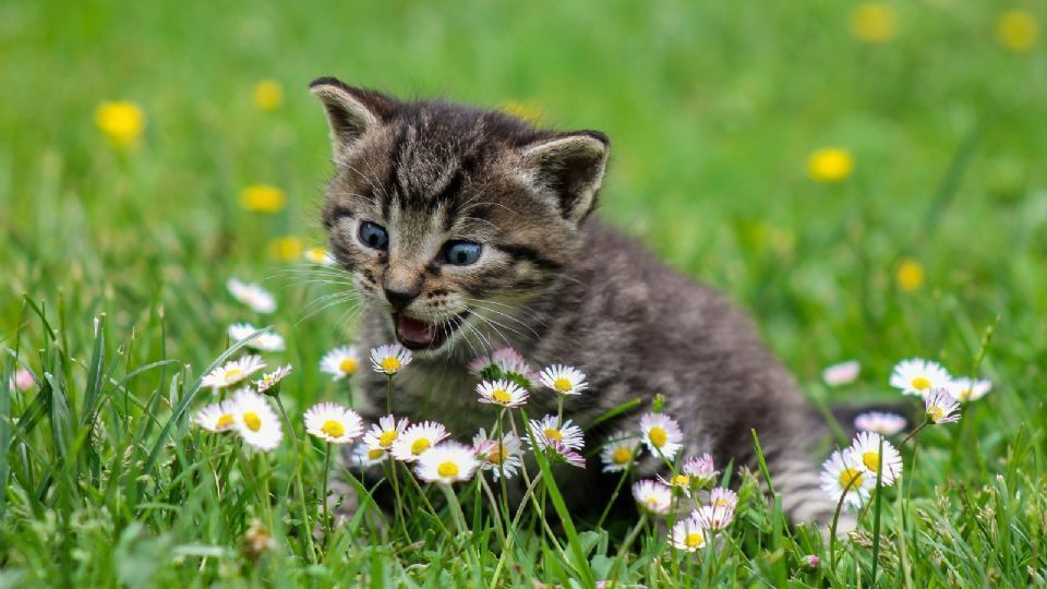 Devido ao fato de sua domesticação ser relativamente recente, quando necessário os gatos convertem-se facilmente à vida selvagem, passando a viver em ambientes silvestres.