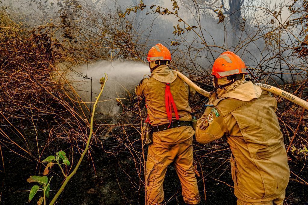 imagens de animais mortos em incendios florestais nao sao em mato grosso