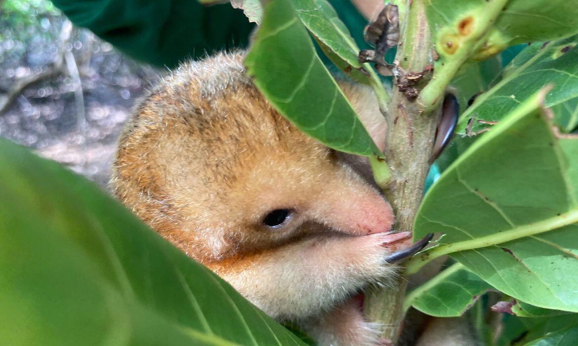 pesquisadores brasileiros conseguem coletar semen de tamandua raro