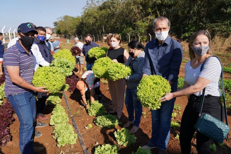 primeira colheita de horta comunitaria abre comemoracoes de aniversario do municipio