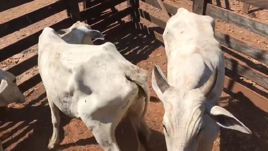 O boi, gado-bovino-doméstico (nome científico: Bos taurus) é uma espécie de bovino do gênero Bos e da ordem Artiodactyla. É um mamífero ungulado e apresenta dois dígitos (dedos) em cada membro.