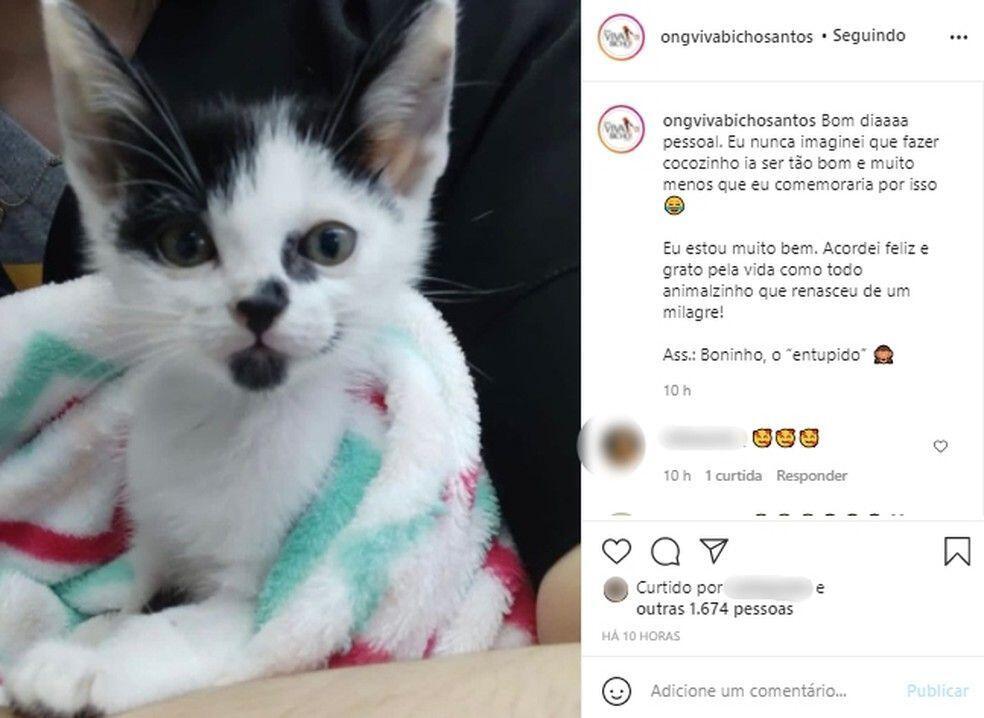 Gato nasce sem ânus em caso raro e é salvo após ficar 50 dias sem fazer cocô  - CenárioMT