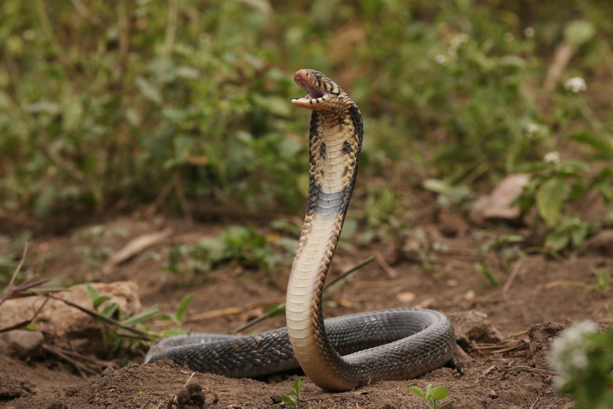 Planeta Animal - Cobras 