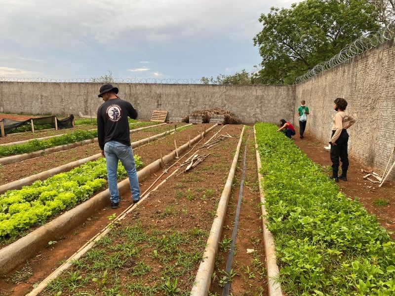 agricultura e obras colaboram com doacao de hortalicas produzidas no socioeducativo