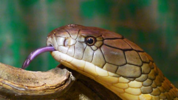 A maior parte das cobras-capelo põe ovos e a maior parte delas os abandona pouco depois da ovoposição. No entanto, algumas espécies são ovovivíparas e retêm os ovos dentro dos seus corpos até se encontrarem prestes a eclodir.