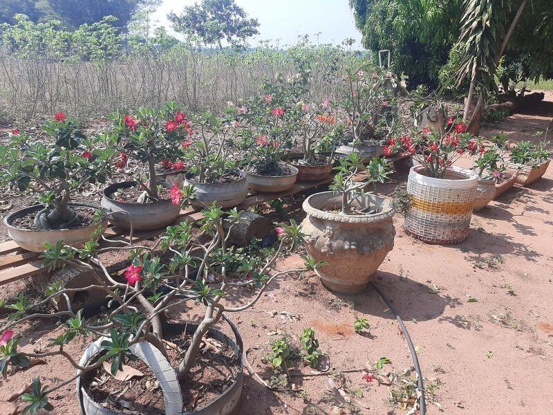 comunidade coait e visitada pela secretaria de agricultura e meio ambiente