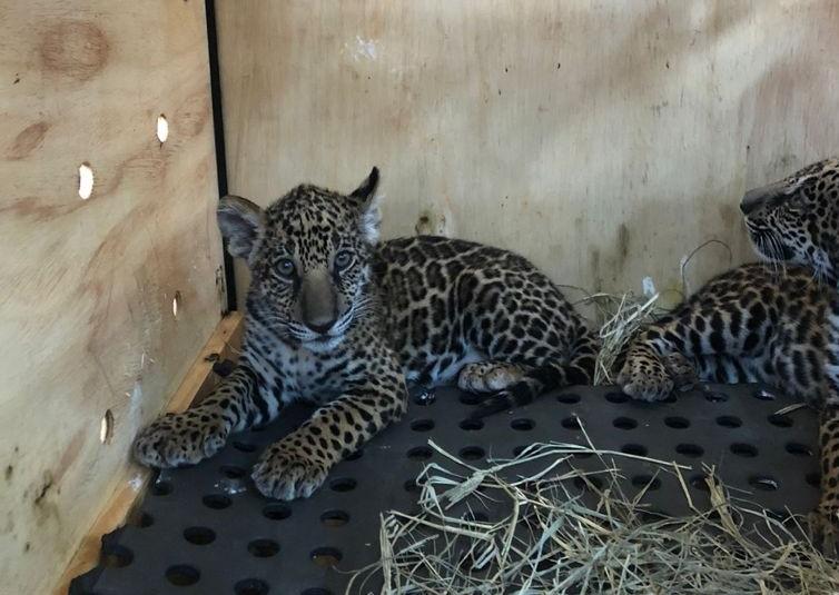 filhotes de onca pintada e lobo guara embarcam para zoologico de brasilia