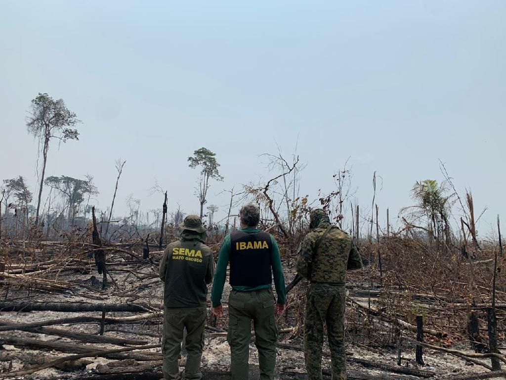 mato grosso reduz em 41 5 os alertas de desmatamento em agosto