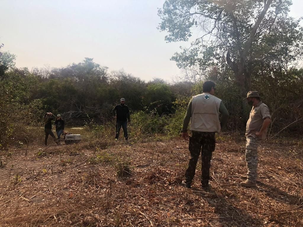 sema realiza soltura de quati no pantanal apos recuperacao de pata queimada veja video