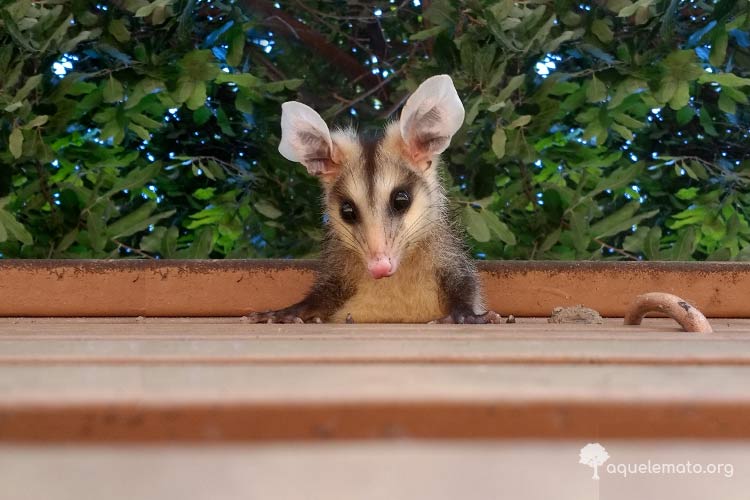 Por serem animais muito oportunistas e onívoros, eles também se adaptaram à vida em ambientes urbanos, embora não sejam vistos com frequência devido ao seu comportamento noturno e evasivo