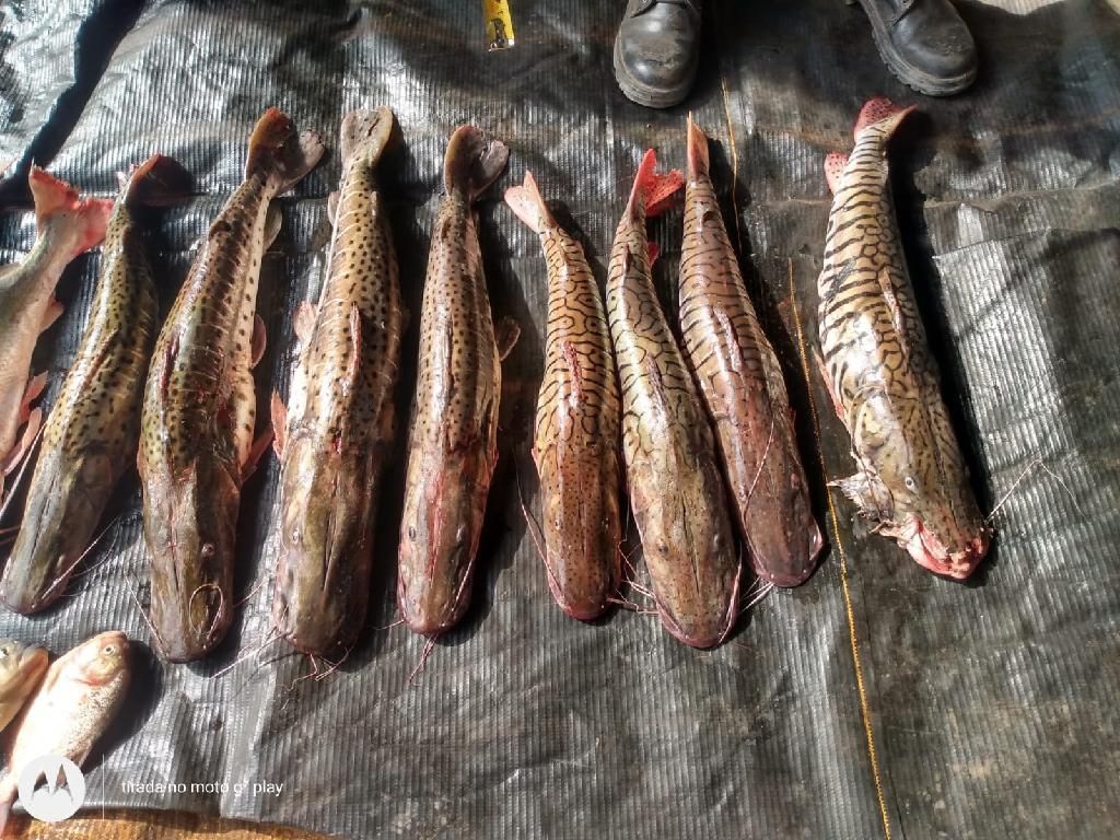 batalhao ambiental prende homem com 30 kg de pescado irregular na mt 040