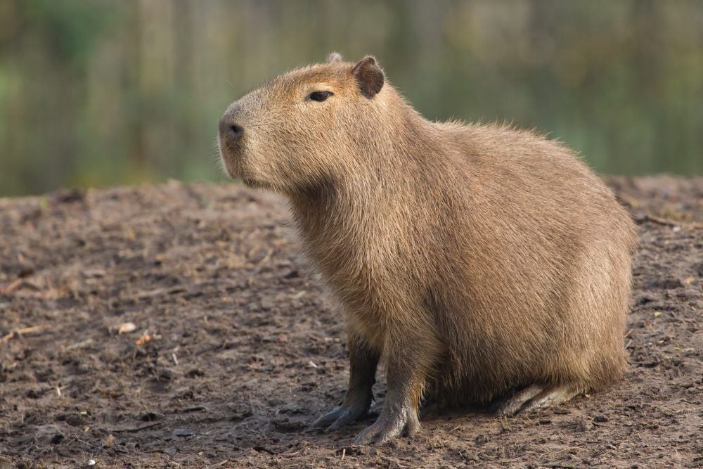 A característica mais chamativa na capivara é seu grande porte: pesa em média, entre 49 e 50 kg, sendo o maior roedor do mundo