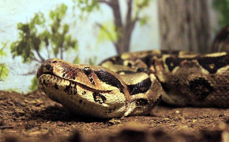 estima serpiente capturada dominica media 0 2 1200 746