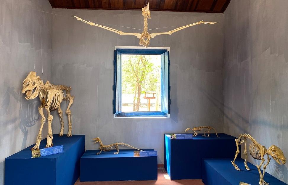exposicao apresenta esqueletos de animais para explicar bioma do pantanal