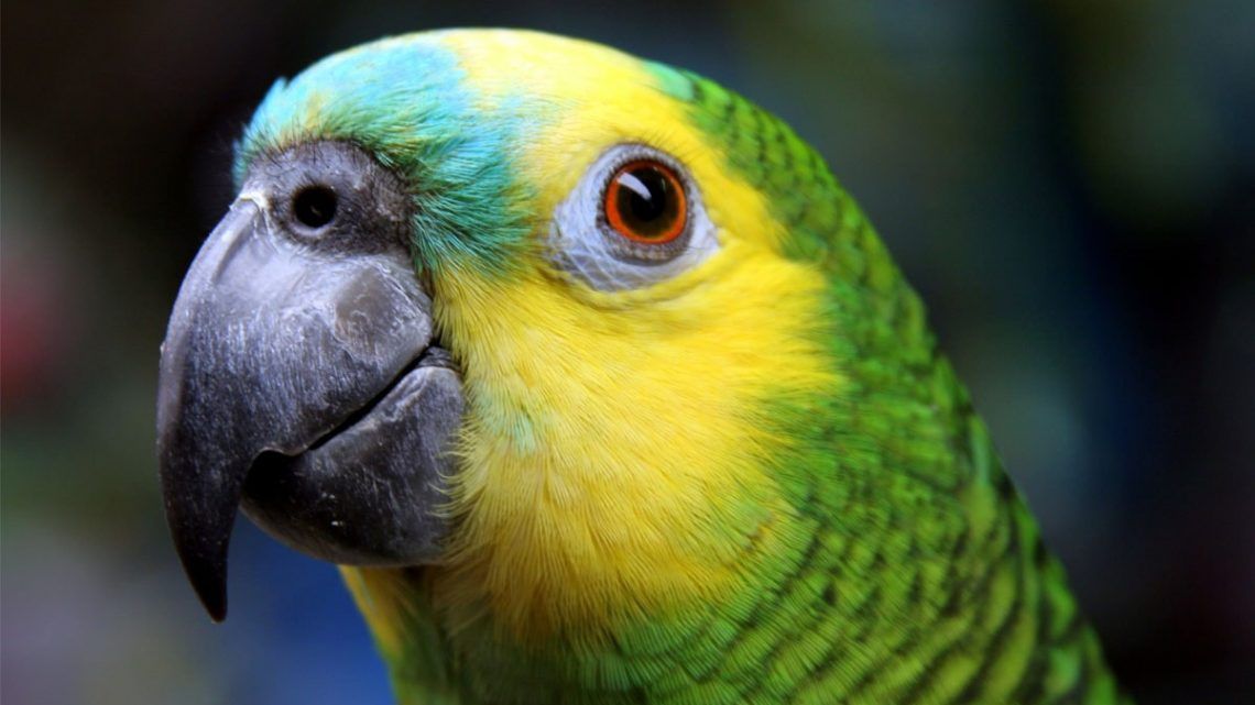 O papagaio, também conhecido como louro (do malaio nori), é uma das muitas aves pertencentes à ordem dos Psitaciformes, família Psittacidae, principalmente do gênero Amazona.