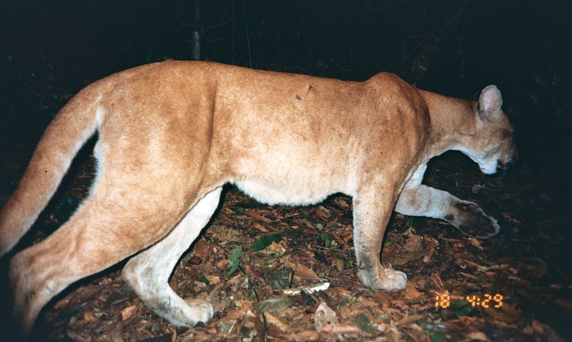 A onça-parda não é considerada em risco de extinção pela União Internacional para a Conservação da Natureza e dos Recursos Naturais, mas já foi extinta em algumas localidades da América do Norte e Central e do Sul