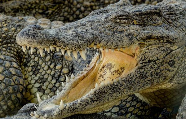 O que significa sonhar com crocodilos?