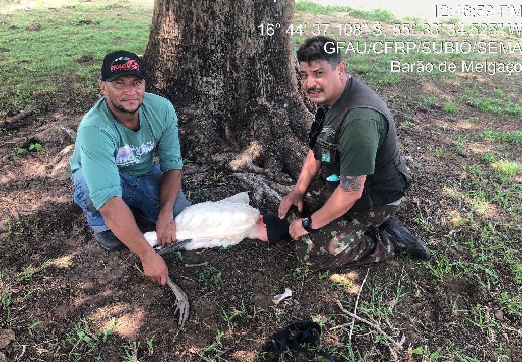 sema mt atende tuiuiu ferido por linha de pesca em barao de melgaco