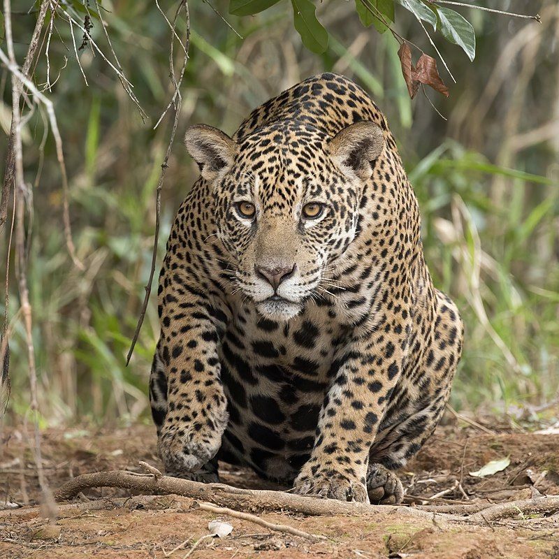 A onça-pintada um felino de porte grande, com peso variando de 56 a 92 quilos, podendo chegar a 158 quilos, e comprimento variando de 1,12 a 1,85 m sem a cauda, que é relativamente curta