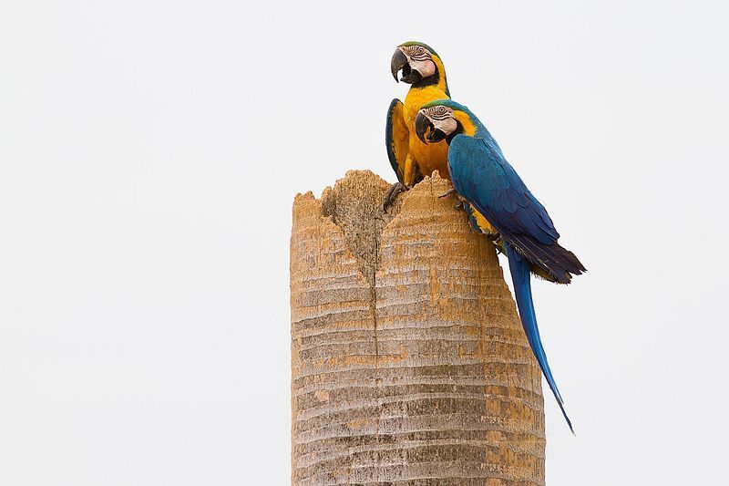 As araras-canindé na natureza vivem em habitats variados, desde a floresta tropical úmida até savanas secas