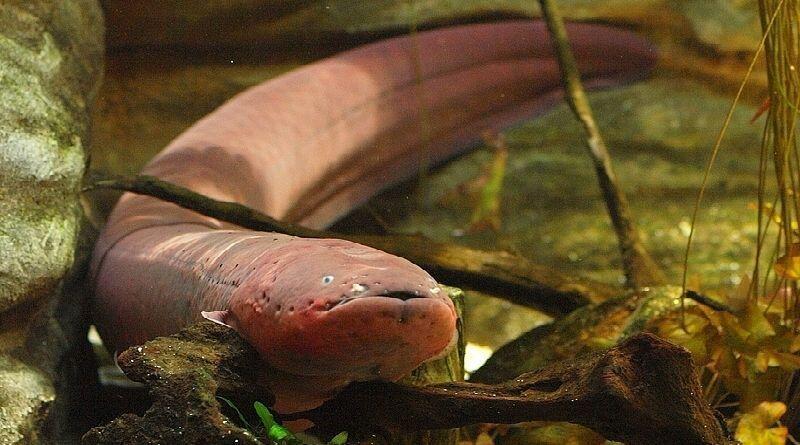 Electric eel Electrophorus electricus